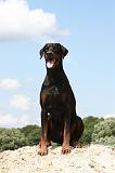 DOBERMANN 1188